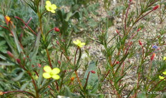 Camissonia strigulosa