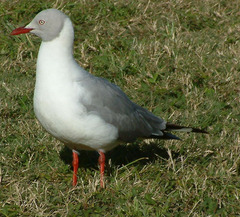 Chroicocephalus cirrocephalus