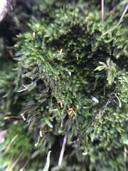 Bryopsida