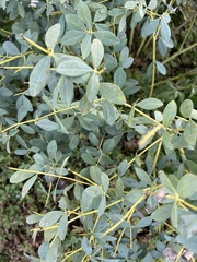 Baptisia australis