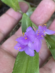 Tradescantia peninsularis