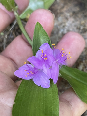 Tradescantia peninsularis