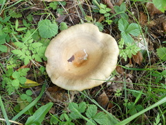 Lactarius pyrogalus