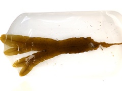 Dictyopteris polypodioides