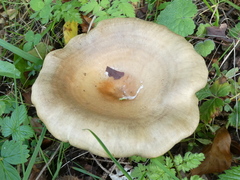 Lactarius pyrogalus