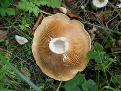 Lactarius pyrogalus