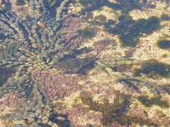 Tetractenos glaber