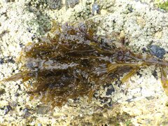 Dictyopteris polypodioides