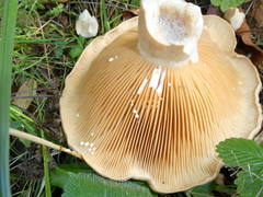 Lactarius pyrogalus
