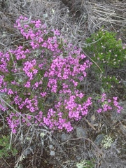 Erica umbellata