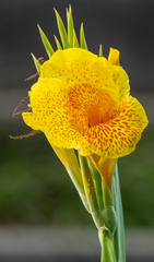 Canna × generalis