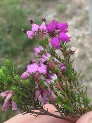 Erica umbellata