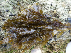 Dictyopteris polypodioides