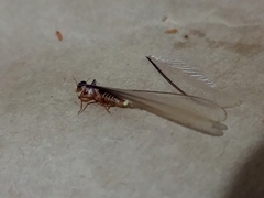 Procornitermes araujoi