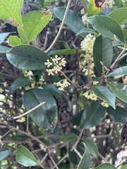 Osmanthus