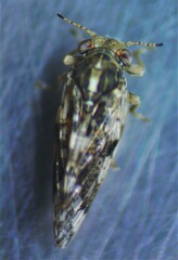 Pachypsylla celtidisvesicula