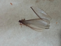 Procornitermes araujoi