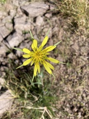 Tragopogon dubius