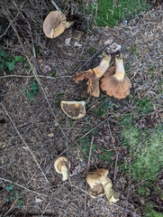 Chroogomphus tomentosus