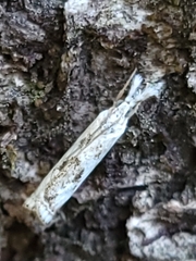 Microcrambus