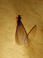 Procornitermes araujoi