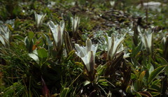 Gentiana newberryi tiogana