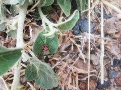 Dysdercus nigrofasciatus