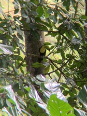 Ramphastos sulfuratus