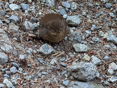 Troglodytes pacificus