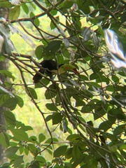 Ramphastos sulfuratus