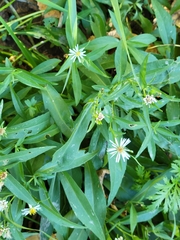 Symphyotrichum lanceolatum