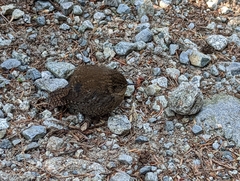 Troglodytes pacificus
