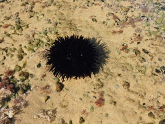 Heliocidaris erythrogramma