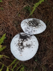 Amanita farinacea