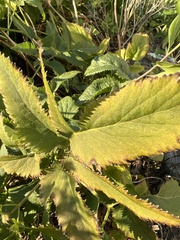 Zizia aurea