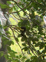 Ramphastos sulfuratus