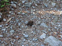 Troglodytes pacificus