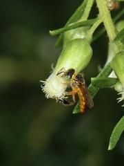 Tetragonisca angustula
