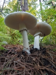 Amanita farinacea