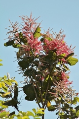 Triplaris americana