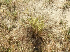 Dactylis glomerata hispanica