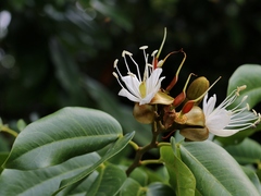 Hymenaea courbaril