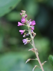 Desmodium incanum