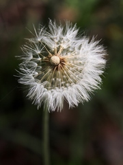 Chaptalia integerrima