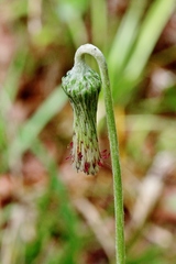 Chaptalia integerrima