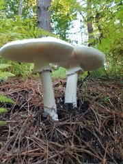 Amanita farinacea
