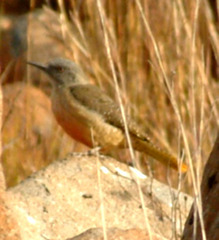 Geocolaptes olivaceus