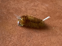 Lophocampa annulosa