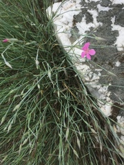 Dianthus lusitanus
