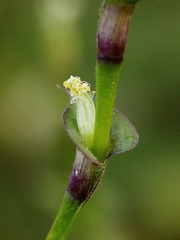 Callisia repens